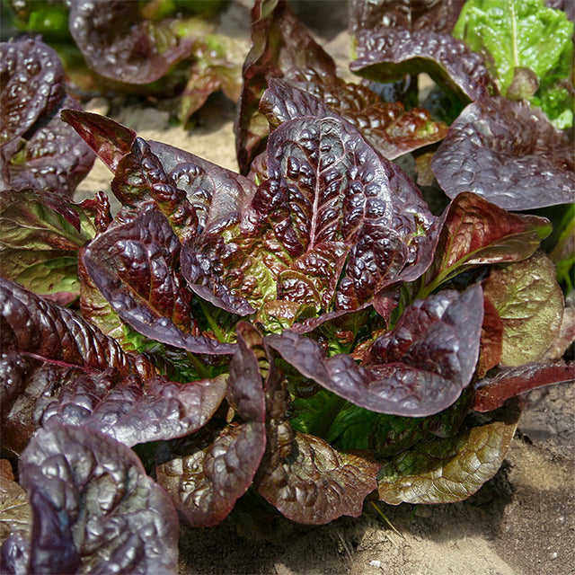 Kweek een gezonde en smakelijke tuin met groentezaden!