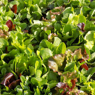 Mesclun - Puur Sla