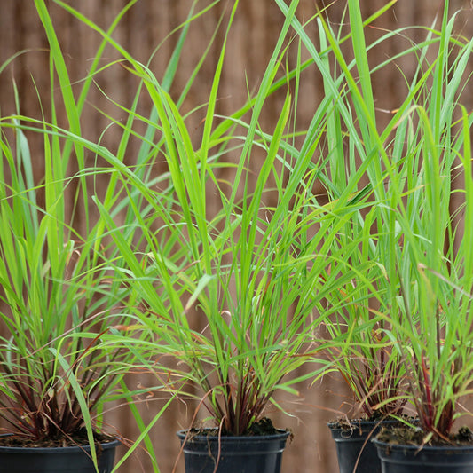 Cymbopogon flexuosus Citroengras