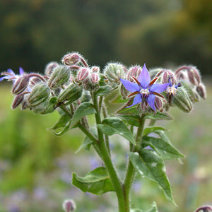 Komkommerkruid blauw