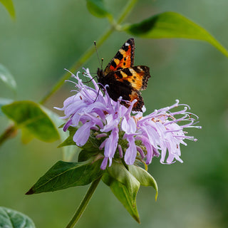 Wilde Bergamot