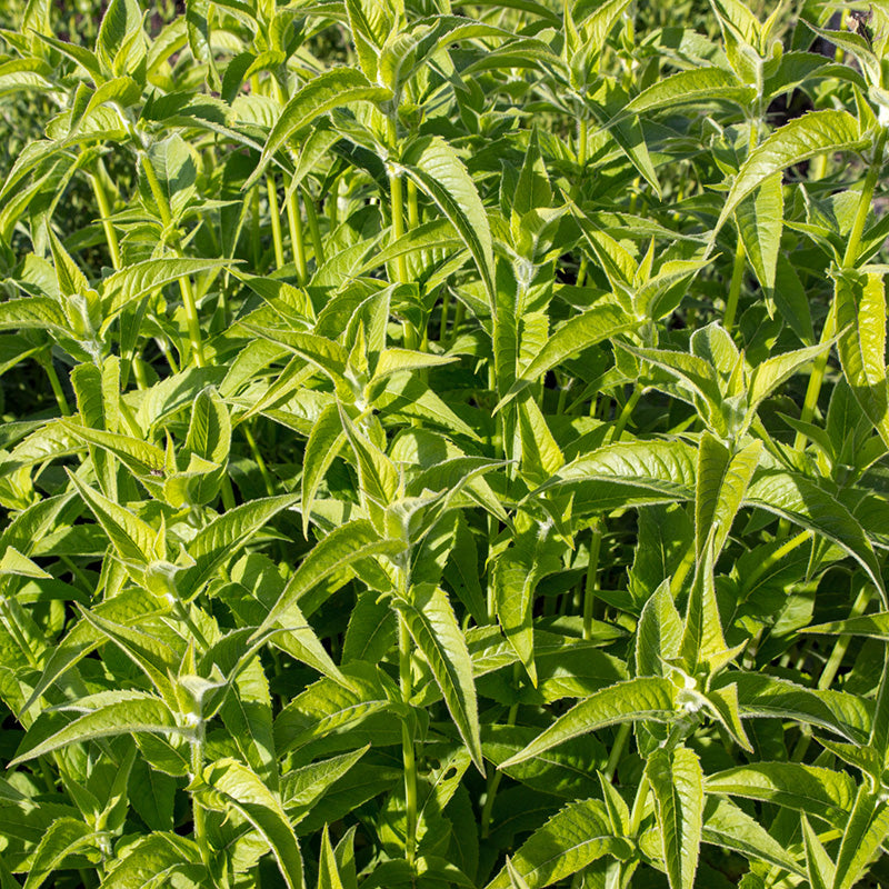 Wilde Bergamot