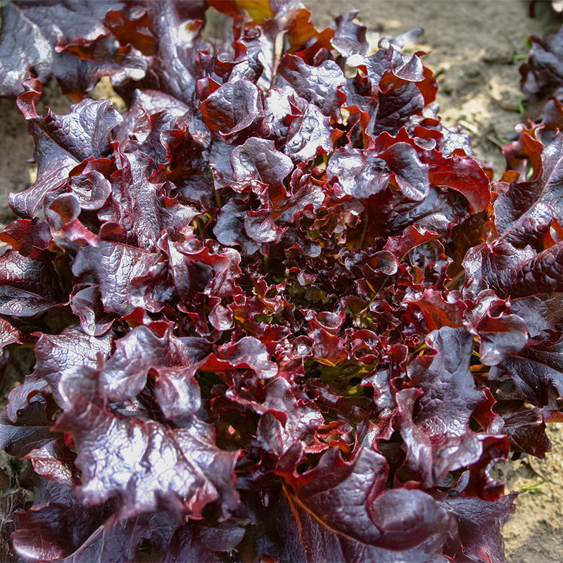 Eikenbladsla - Red salad bowl