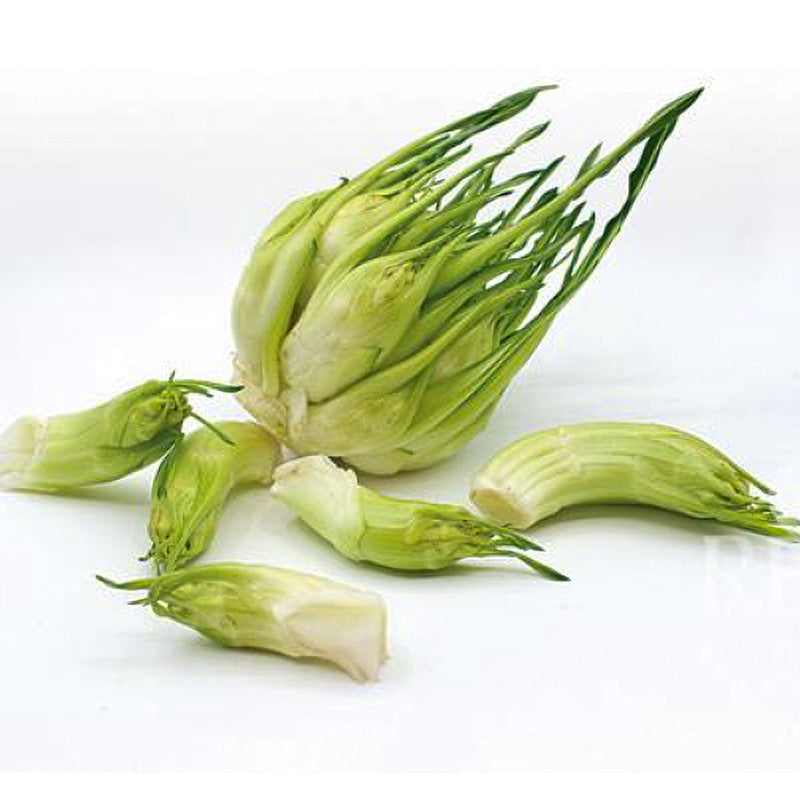 Radicchio - Catalogna Puntarelle di Galatina/Medusa