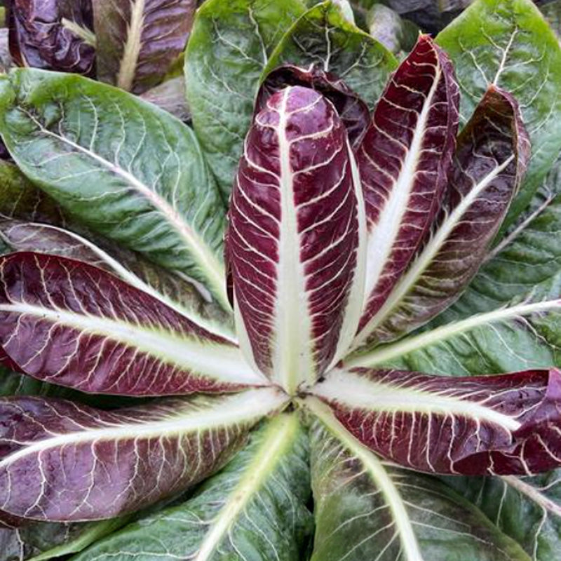 Radicchio - Rossa di Treviso precoce/Lava