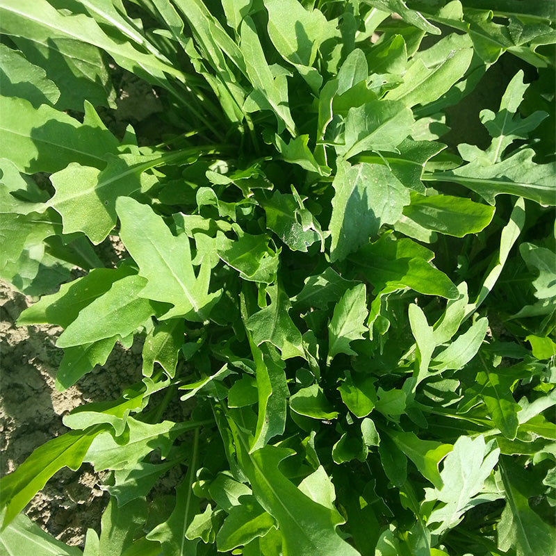 Wilde Rucola - Sylvetta
