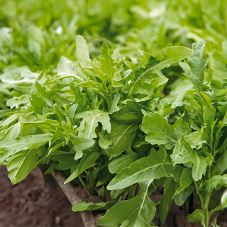 Rucola - Wasabi