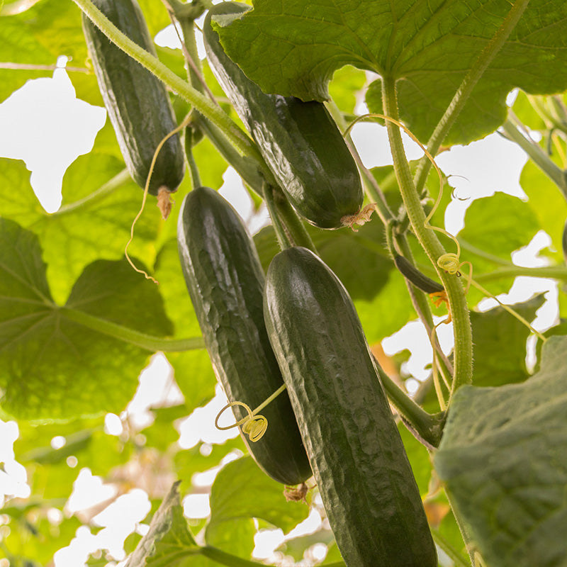 Snack komkommer | Prado F1 | Cucumis sativus | Jansen Zaden