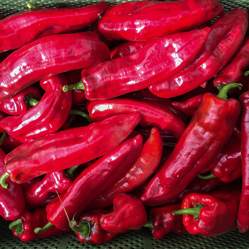 Puntpaprika - Roviga