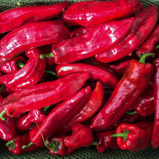 Puntpaprika - Roviga