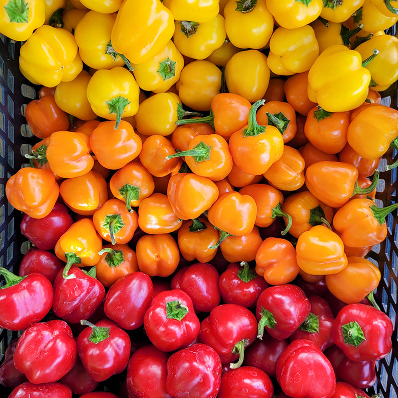 ◆ぴーたん◆ Paprika - Mini Bell Trio – Jansen Zaden