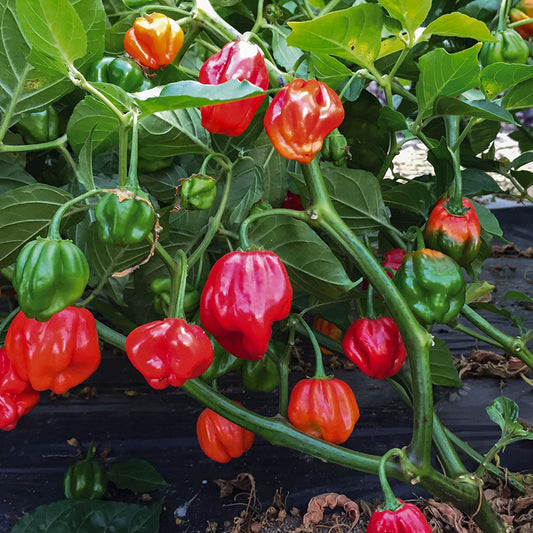 Peper - UlaUla