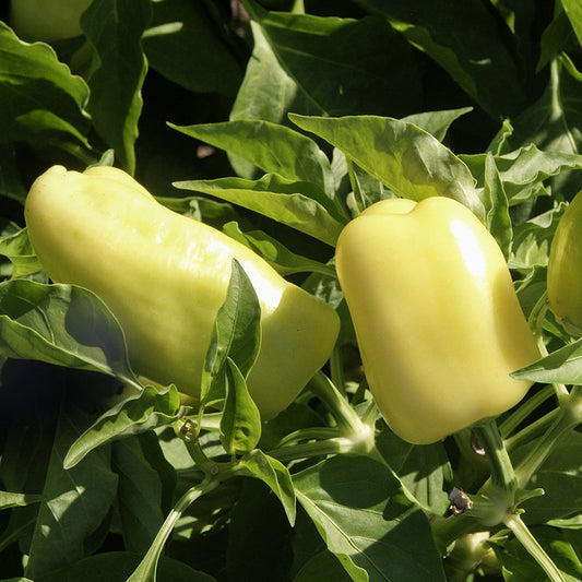 Paprika - Pusztagold