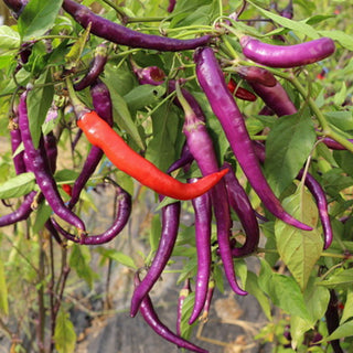 Peper Diavoletto