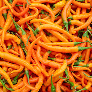 Peper  Turuncu Spiral