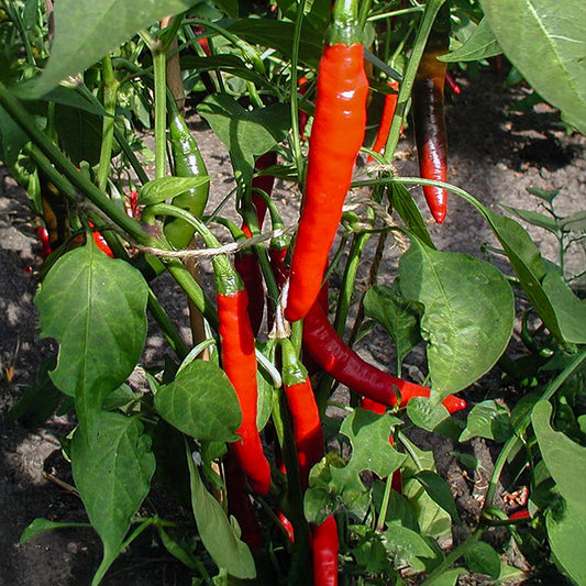 Peper - Westlandse Lange Rode