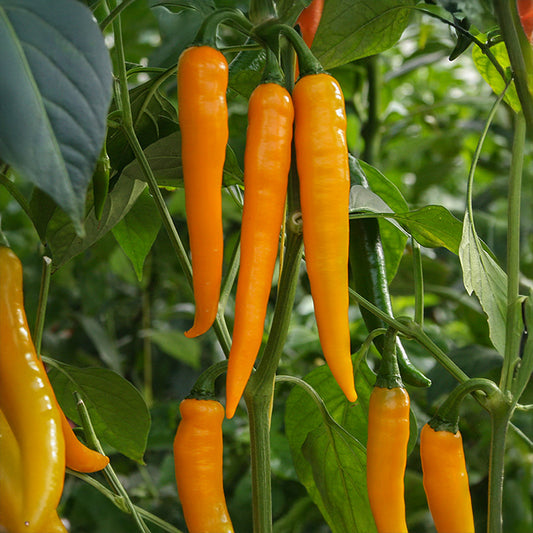 Peper - Koh Tao