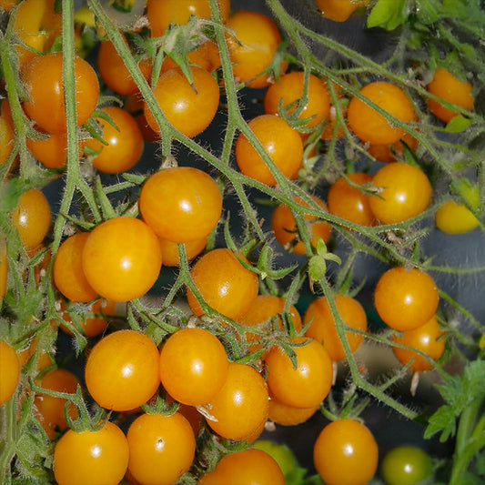 Cherrytomaat - Yellow Clementine