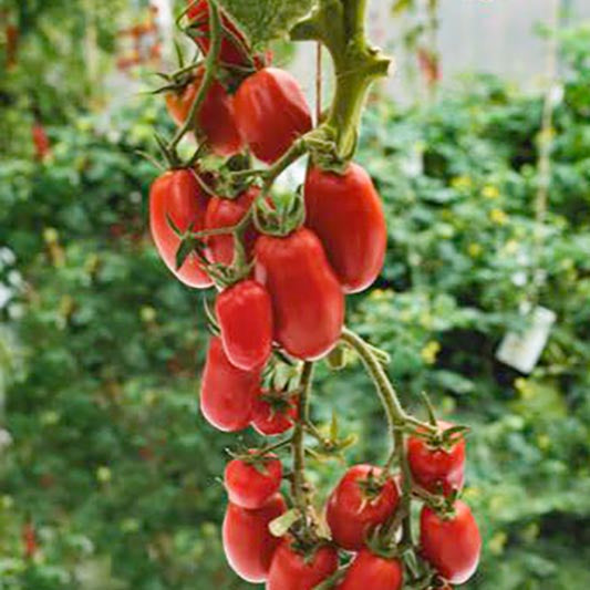 files/12630_800x800_326dd657-b216-4b42-9595-d81a9b1d74f5.jpg