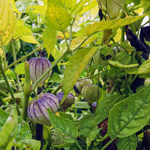 Tomatillo Purple