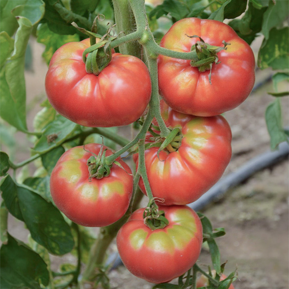 vleestomaat Pink Brandywine