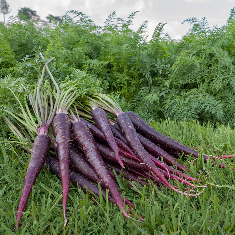 Wortelen - Deep Purple F1