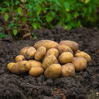 Pootaardappelen - Frieslander