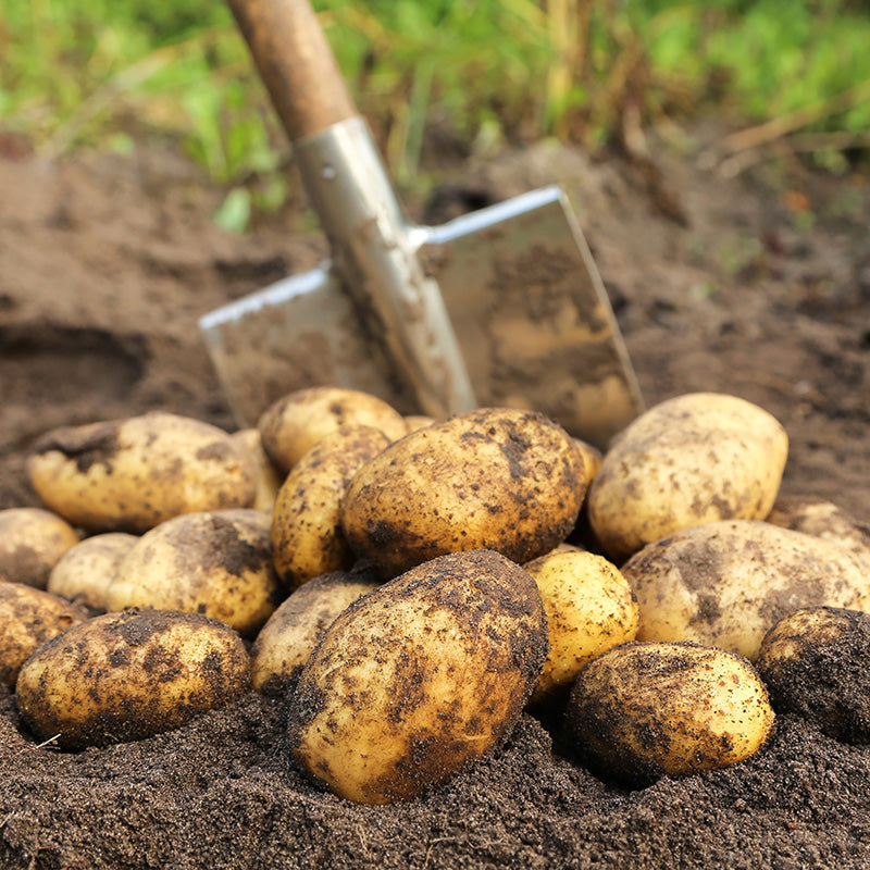 Pootaardappelen - Vitabella Biologisch