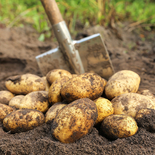 Pootaardappelen - Vitabella Biologisch