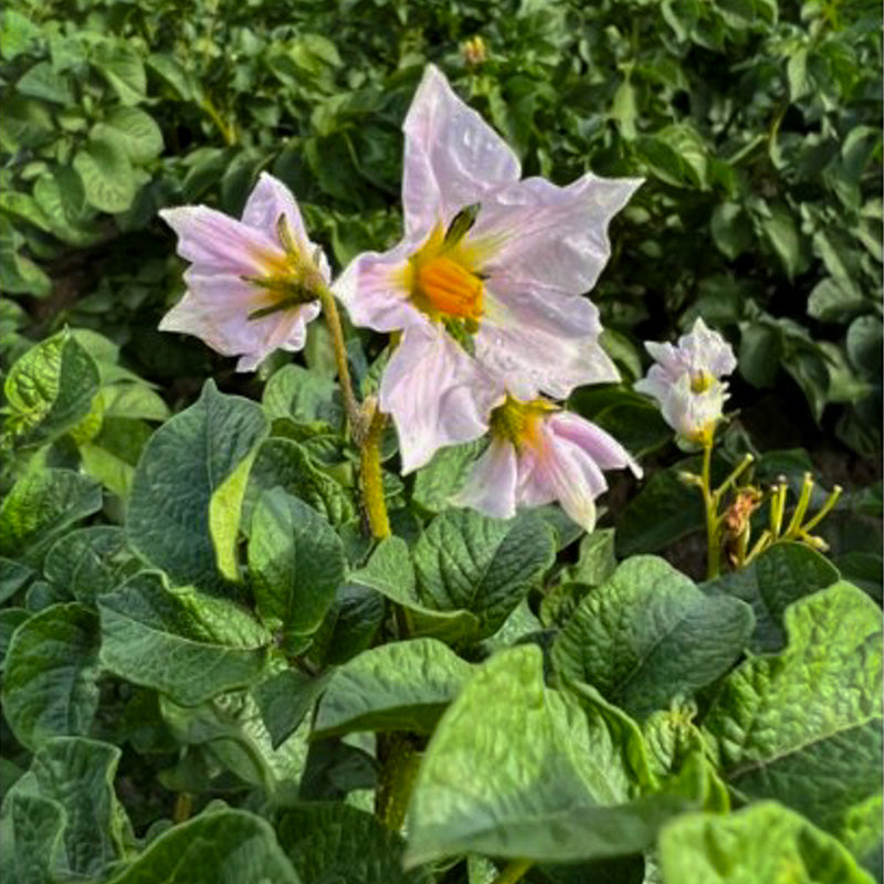 Bloesem Vitanoire Bio