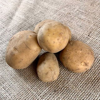Pootaardappel Belana