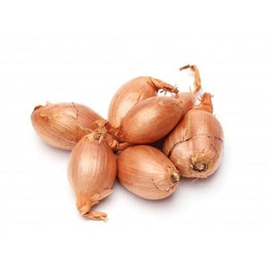 Plantsjalot Sturon