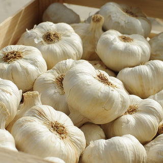 Voorjaarsknoflook Blanke Reuzen