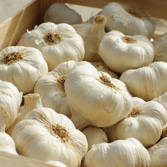 Knoflook - Blanke Reuzen