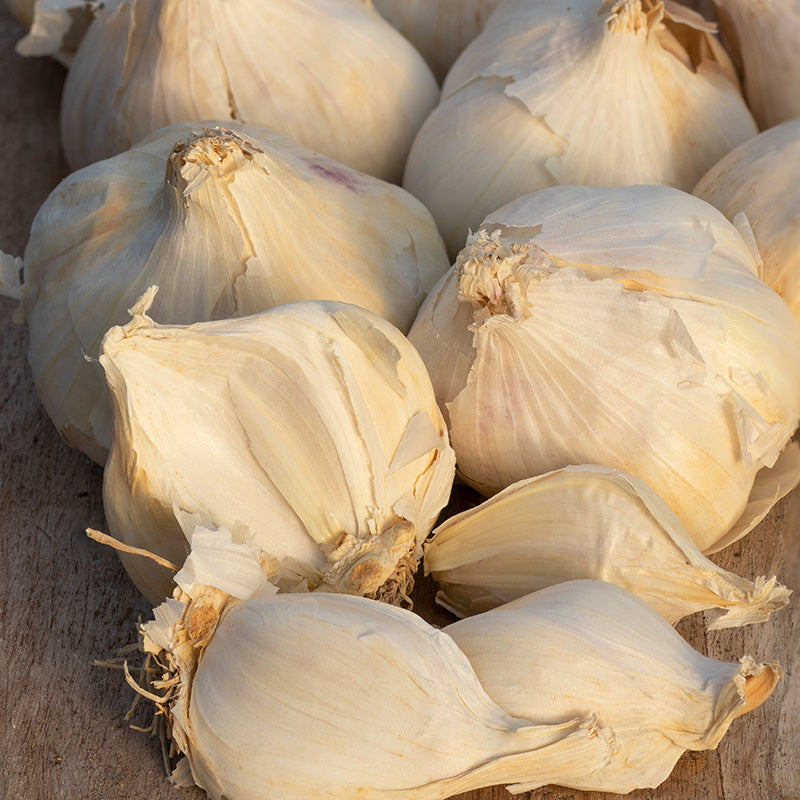 Biologische Knoflook Messidor