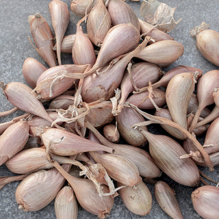 Winter plantsjalot - Griselle