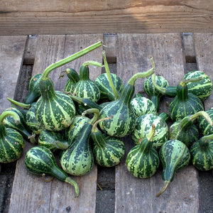 Sierkalebas - Dancing or Spinning Gourd