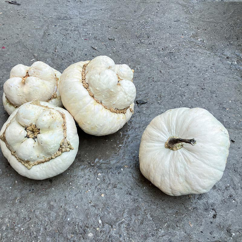 White Turban Pompoen