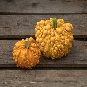 Sierkalebas - Warted Orange