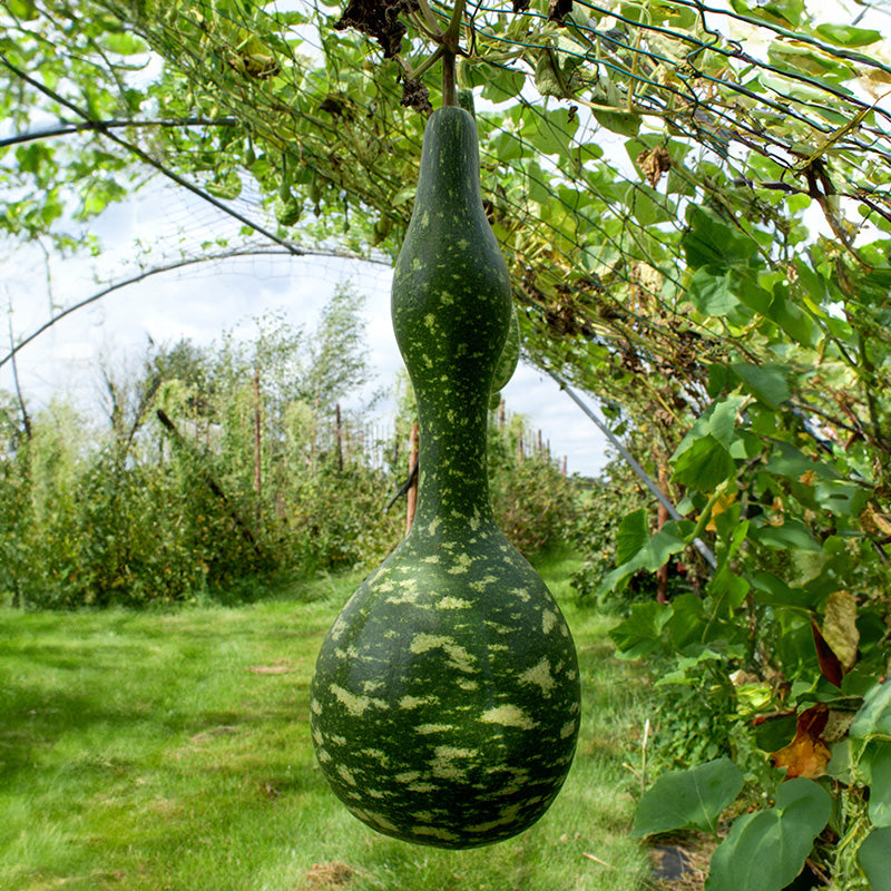 Speckled Swan kalebas