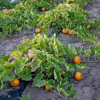 Halloweenpompoen - Baby Bear