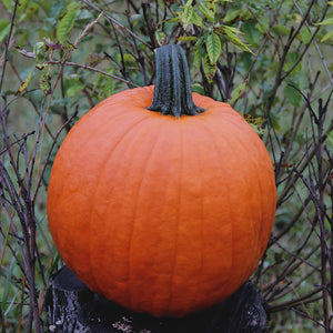 Halloweenpompoen - Magician F1 - PMT