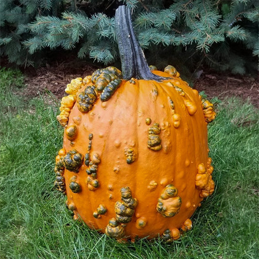 Halloweenpompoen Scarface F1