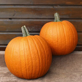 Halloweenpompoen Eros F1