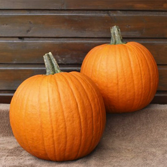Halloweenpompoen Eros F1