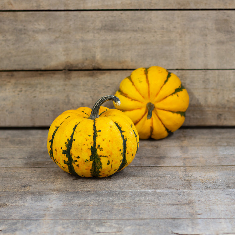 Pompoen - Phantomita F1