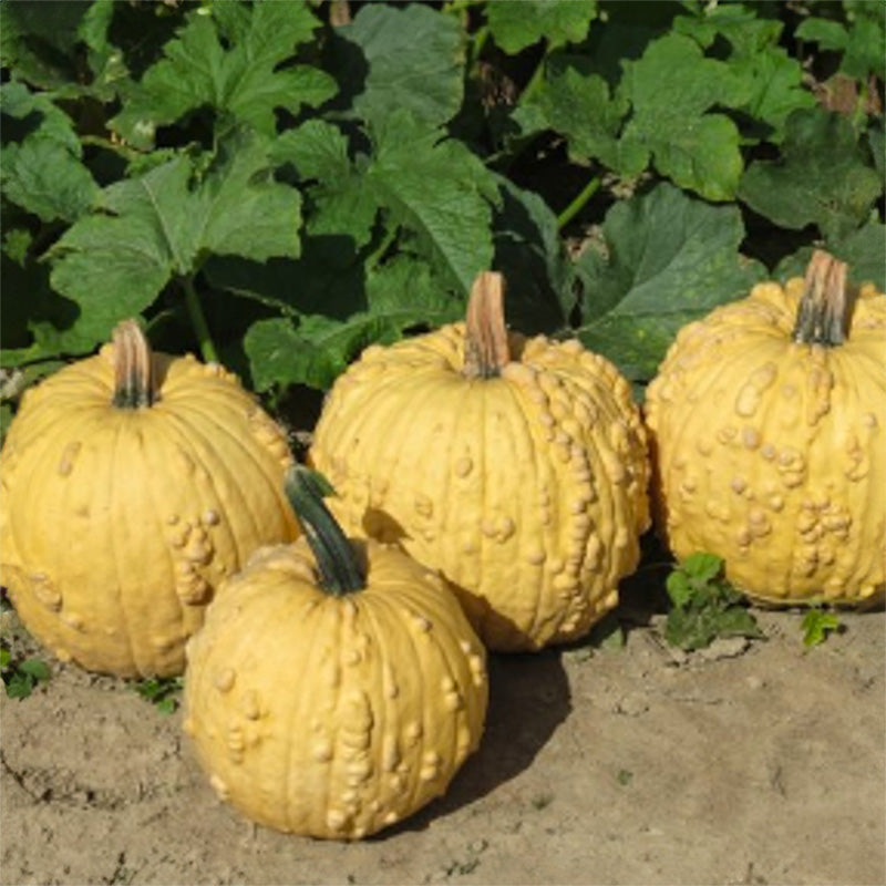 Homestyle Pompoen