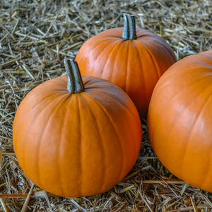 Halloweenpompoen - Orange Smoothie F1