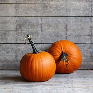 Halloweenpompoen - Terrafin F1
