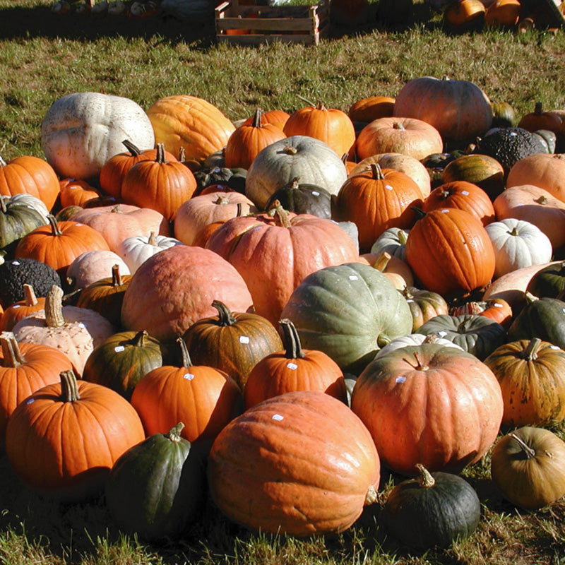 Giant Mix Pompoen